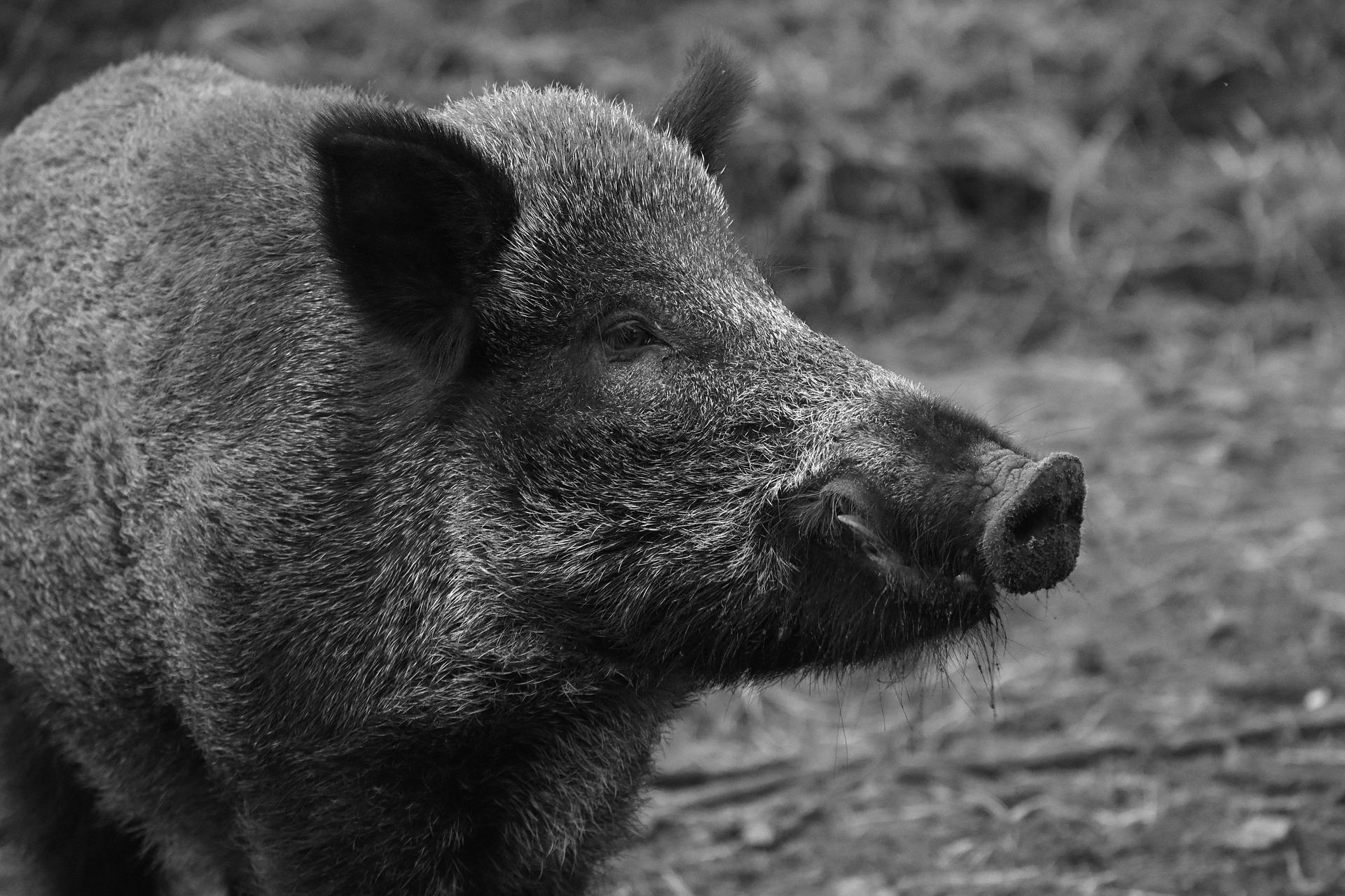 Informationen des Landkreises Bautzen zur Afrikanischen Schweinepest